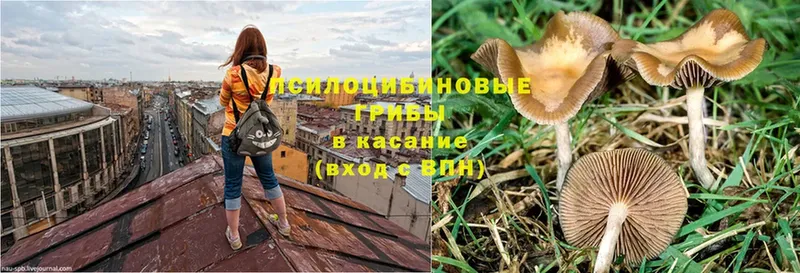 купить наркотик  Зеленокумск  Псилоцибиновые грибы Psilocybe 